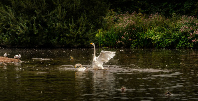 wingww-martinmere1268a
