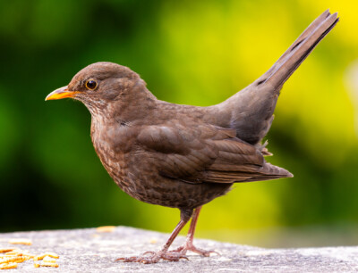 wingww-blackbird-7993