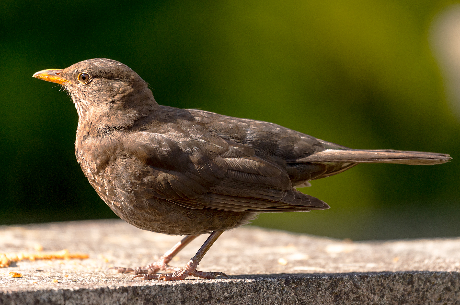 wingww-blackbird-8015