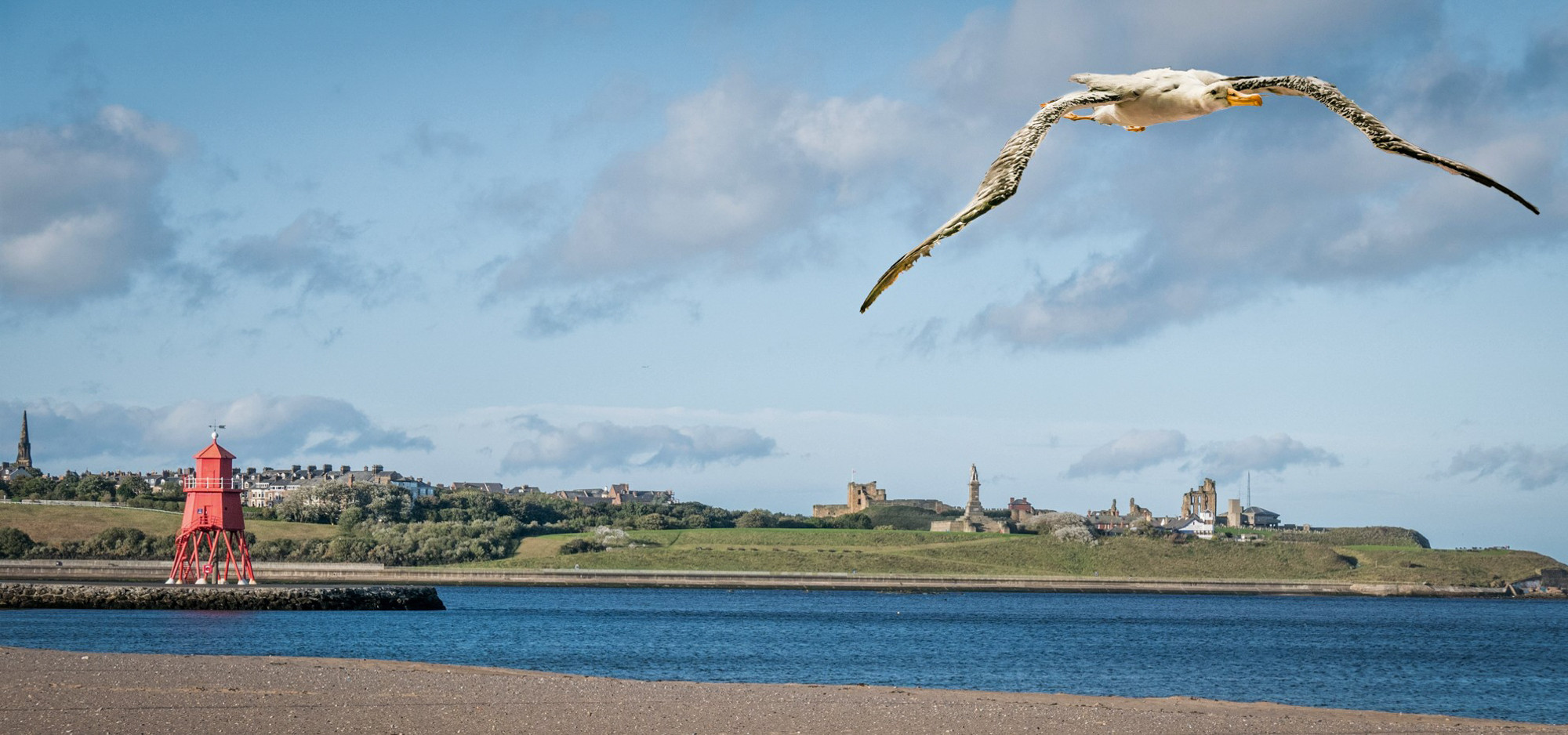 lcpsnsj-the-wandering-albatross