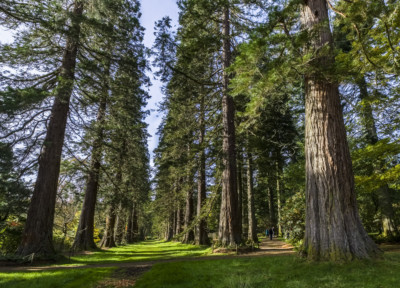 benmore-botanic-gardens2