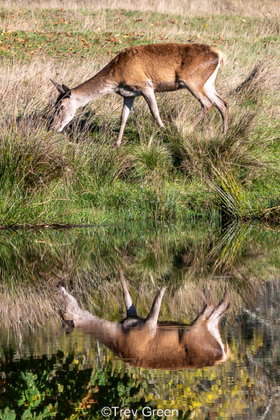 Deer Rutting Activity