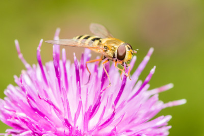 macro{insects}