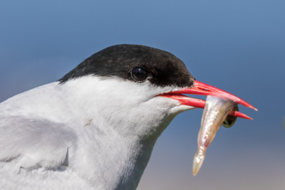 farne isles 2018