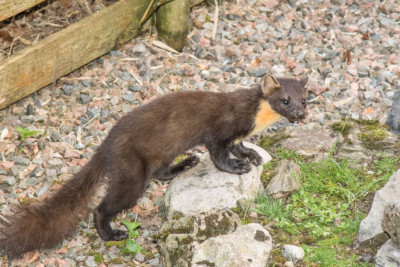 pine-marten-2