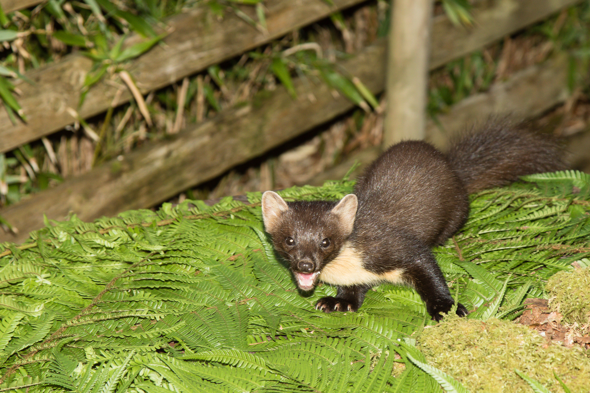 pine-marten-3