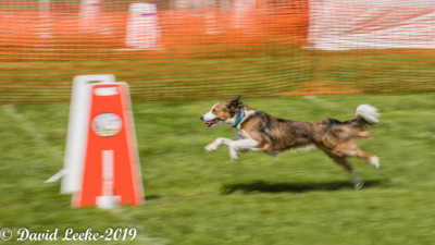 flyball