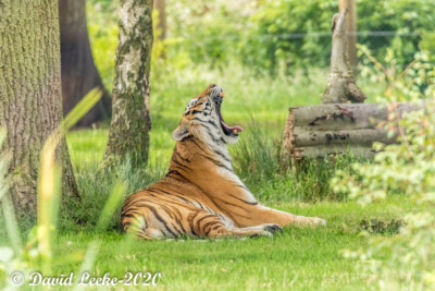 knowsley safari park