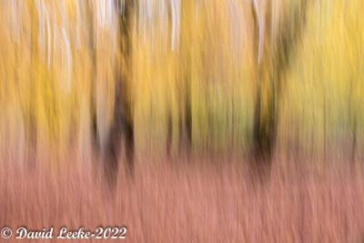 Intentional camera movement