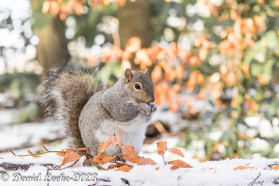 sefton park