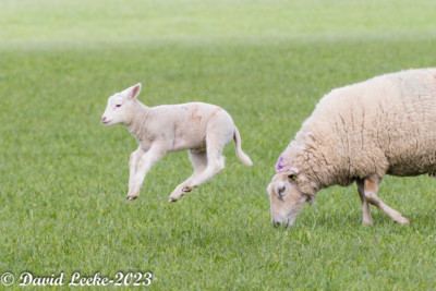 sheep & lambs