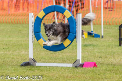 dog agility