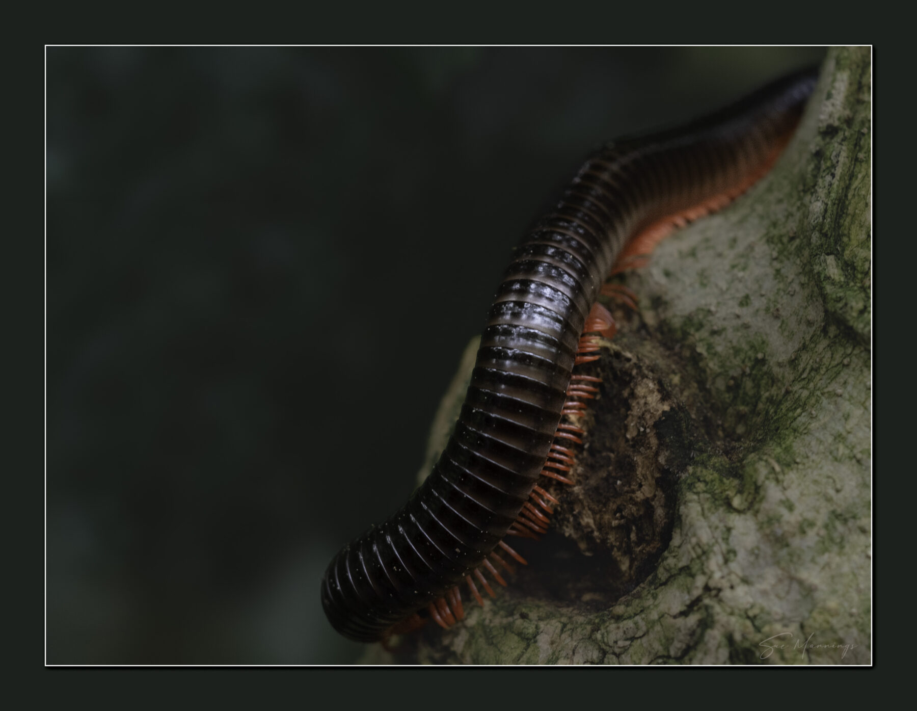 millipede-sue-m-lcps