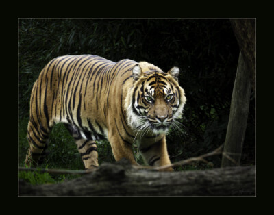 tiger-by-sue-m-lcps