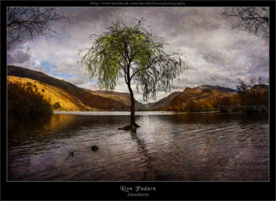 tree-llanberis-del7962