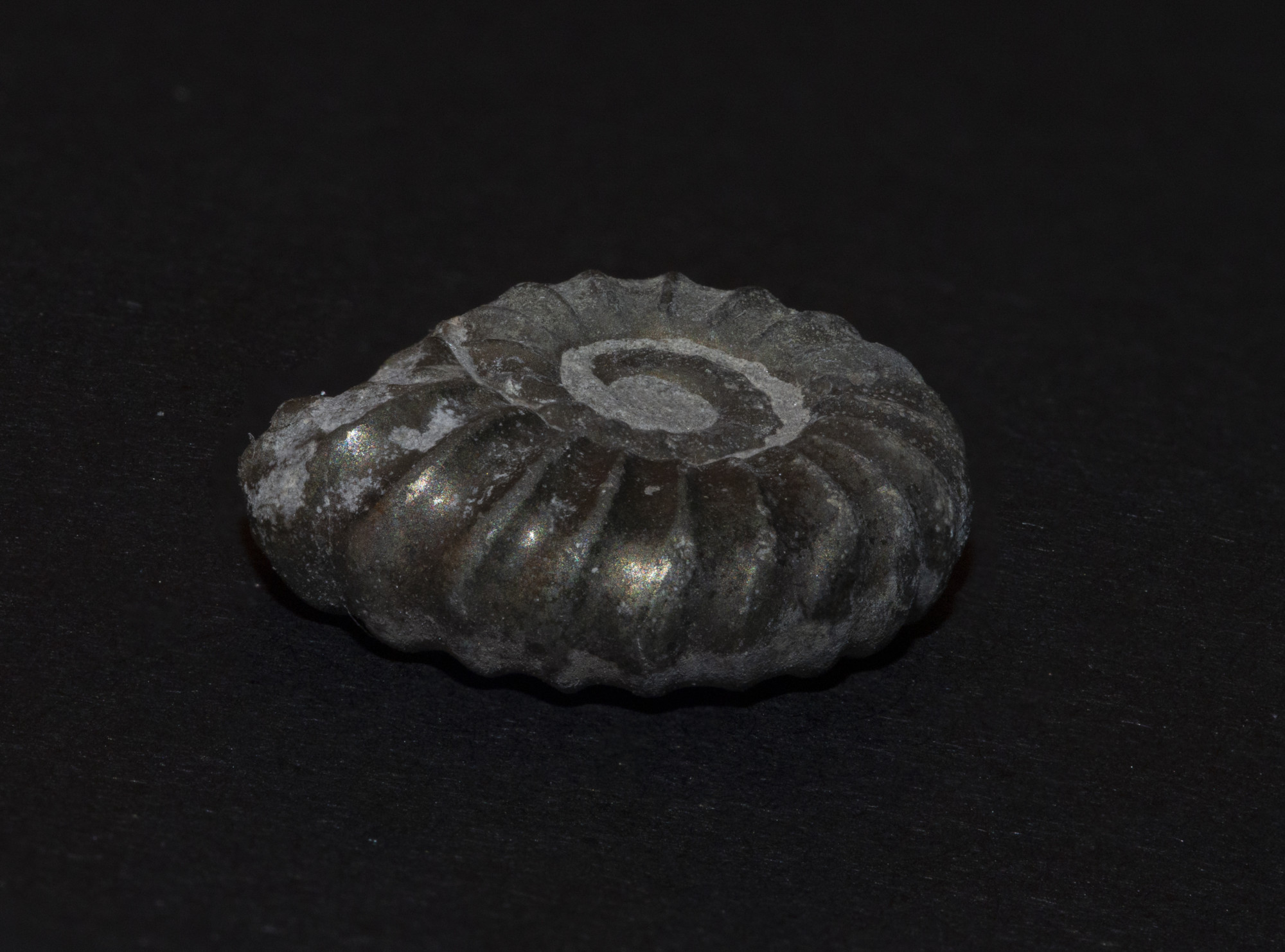 ammonite