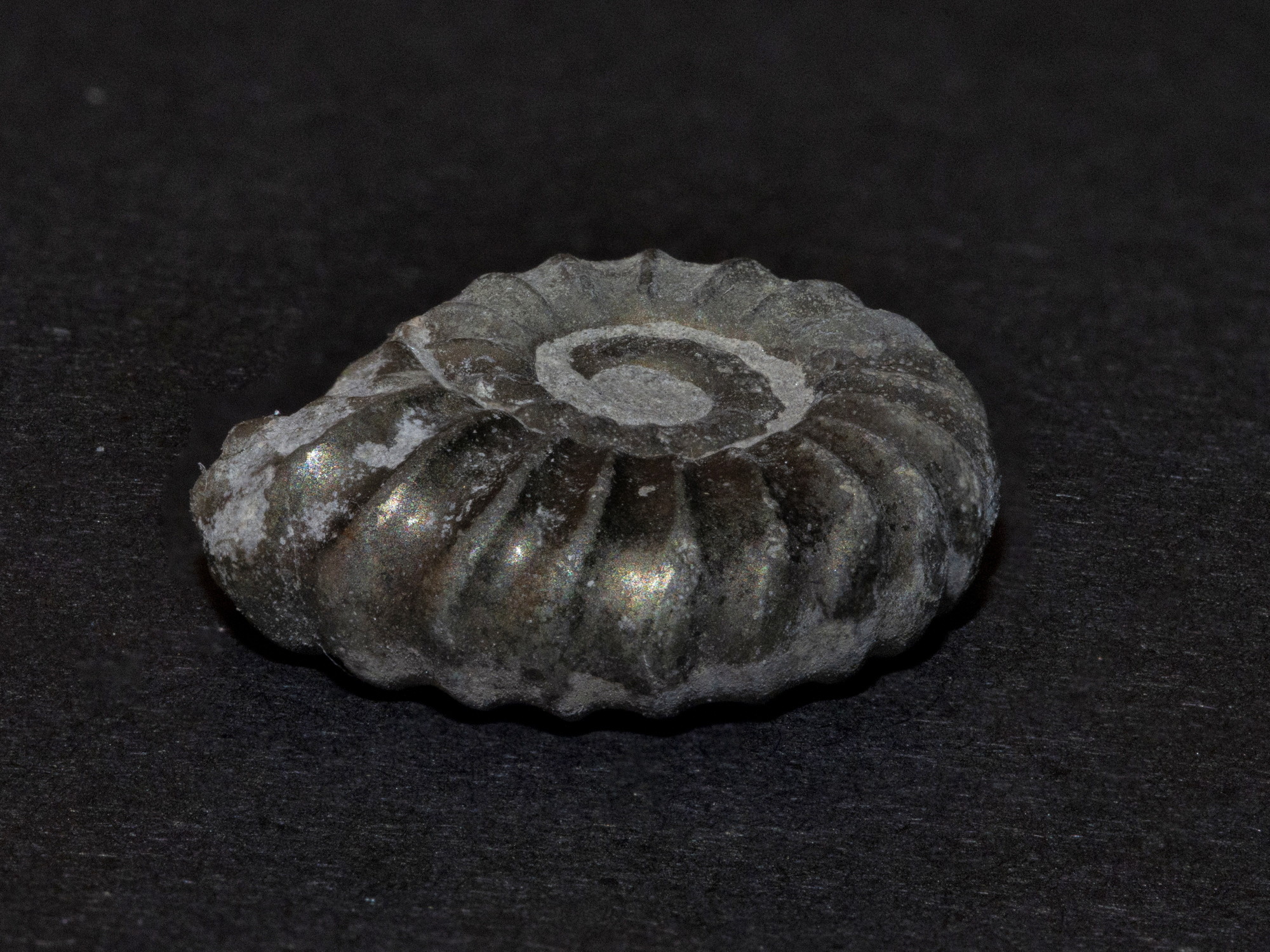 ammonite-2