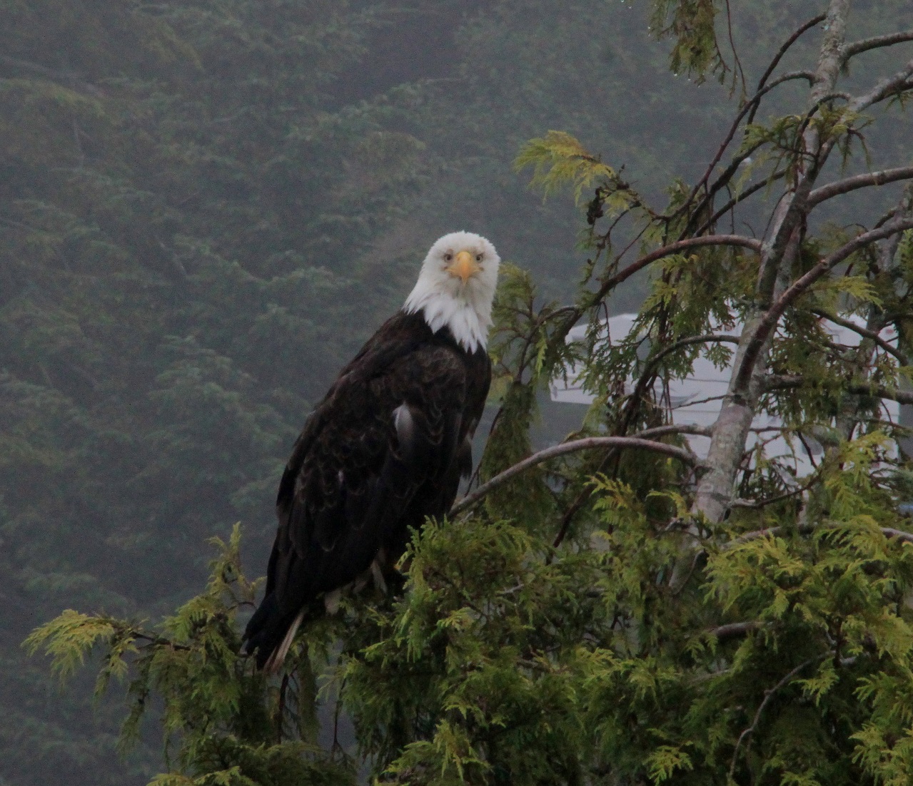 who-are-you-looking-at-white-tailed-eagle-big-bird