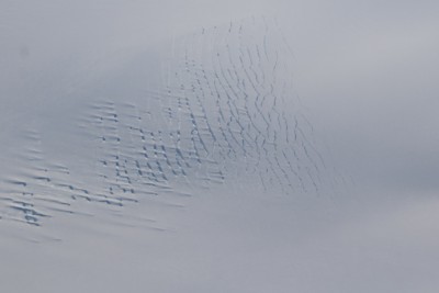 cracks-in-the-ice-sheet