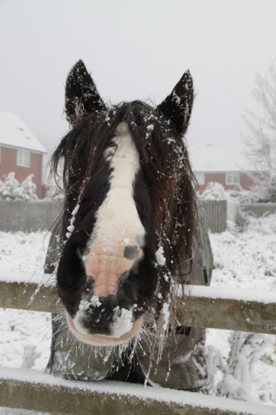 frosty-beard