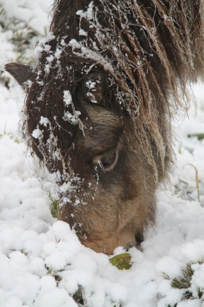 Haw frost 6 December 2010