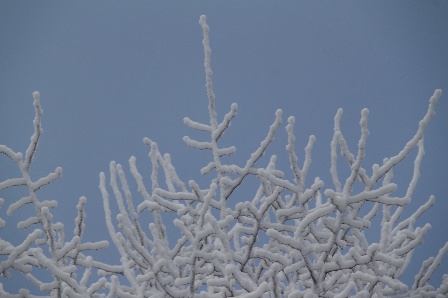 frosty-fingers