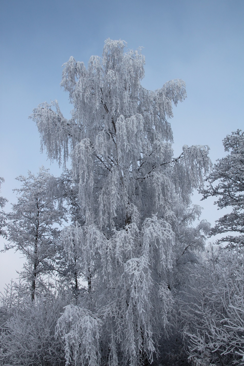 petrified-frozen-trees-on-town-park-runcorn