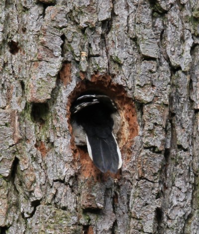 Nesting Lesser and Greater spotted Woodpeckers