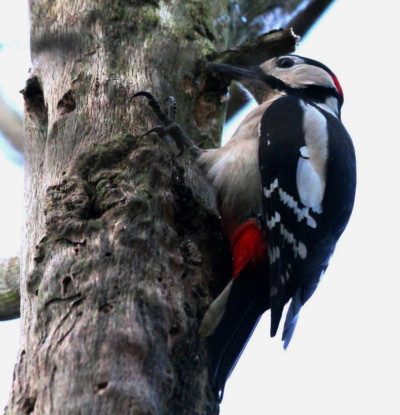 the-more-common-greater-spotted-woodpecker