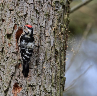 the-lesser-spotted-woodpecker-flicking-the-surplus-wood-from-out-of-its-beak-after-digging-its-nest