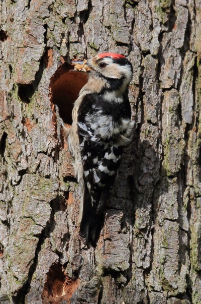 the-rare-to-be-seen-lesser-spotted-woodpecker