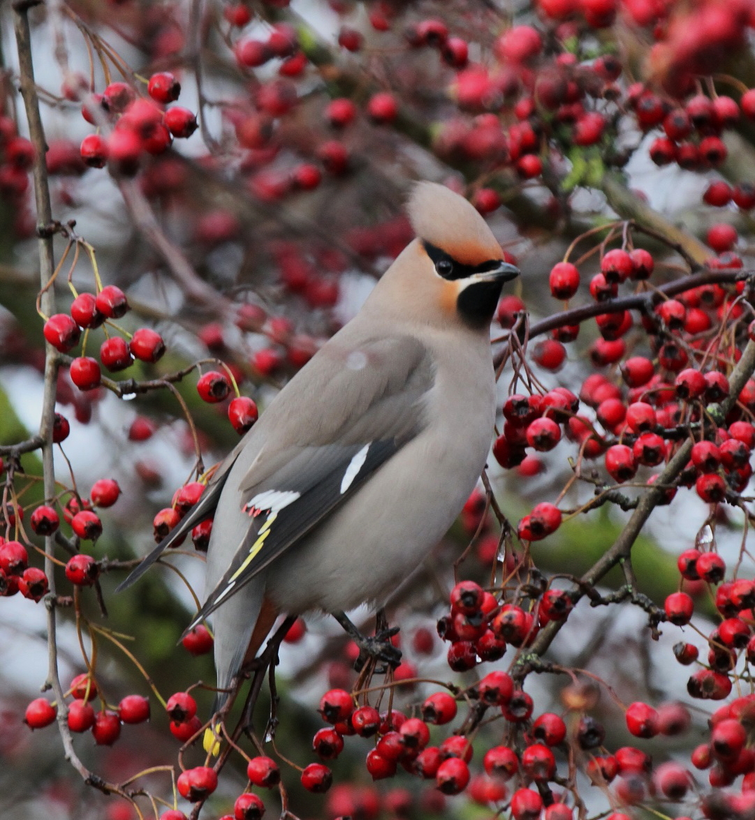 waxwing