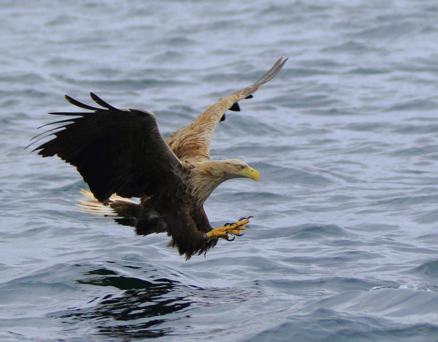 white-tailed-sea-eagle