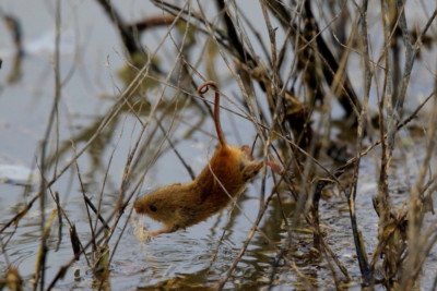 harvist-mouse-escaping-the-spring-tide-at-parkgate-2015