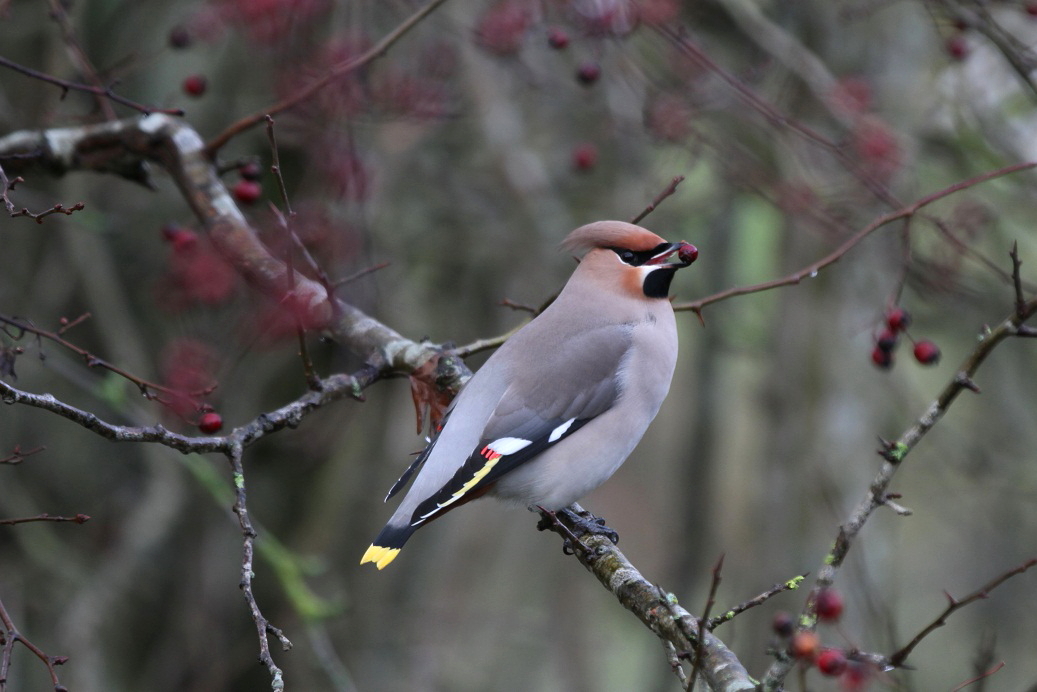 waxwing-at-ruddlan-2012