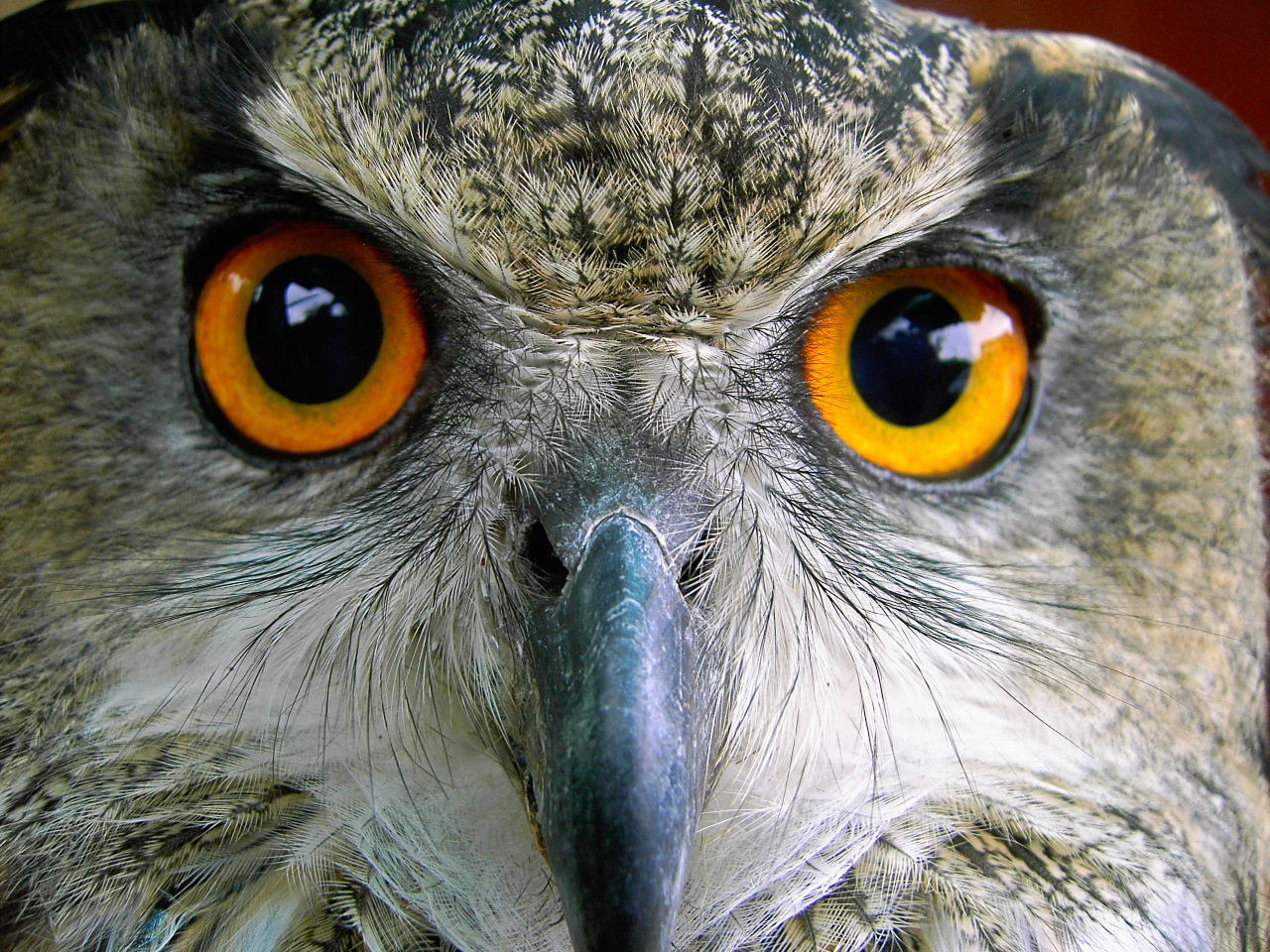 bubu-european-eagle-owl