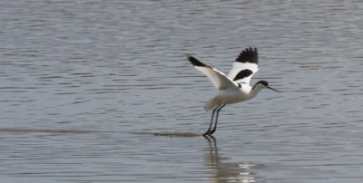 avocet-at-burton-wetlands