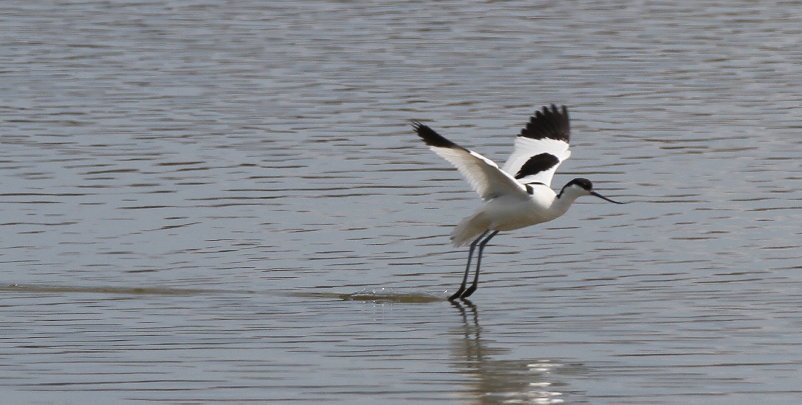 avocet-at-burton-wetlands