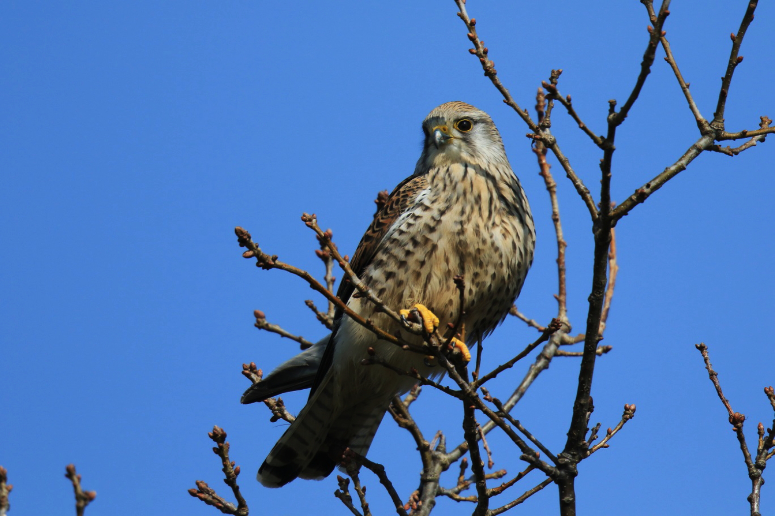 male-kestrel