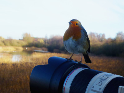 inquisitive-robin