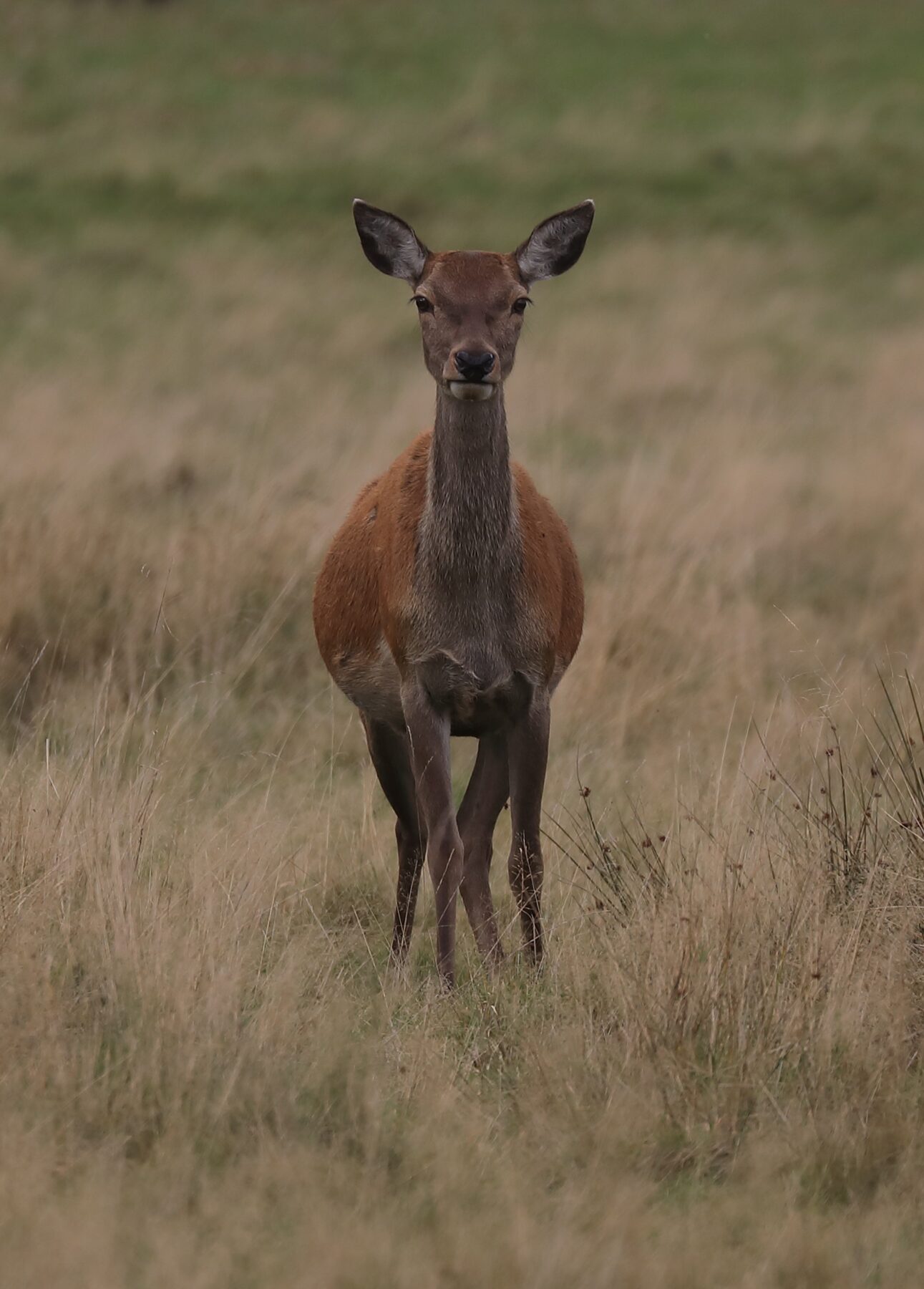 head-on-view