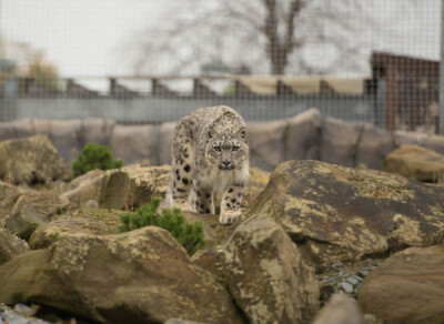 nevs-snow-leopard