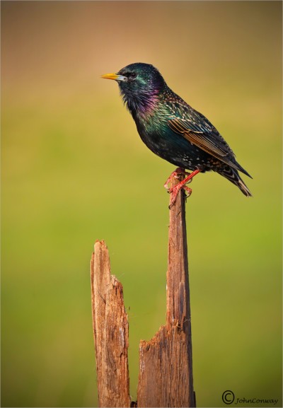 startling-sturnus-vulgaris