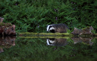 1k6a6128-badger-at-the-reflection-pool-2000px