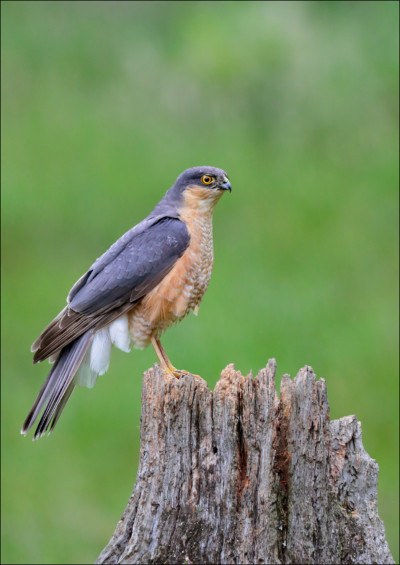 sparrowhawk-accipiter-nisus-courtesy-of-alan-mcfadyen-scottish-photography-hides