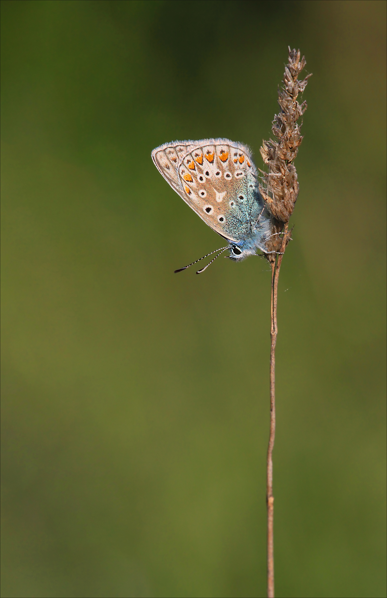 common-blue-butterfly-male-x-2000px