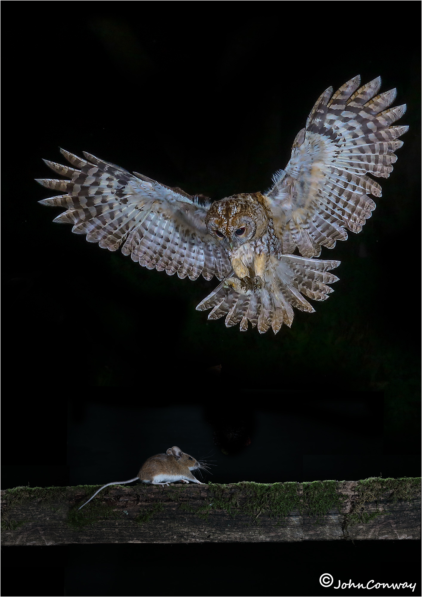 tawny-owl-mouse-2000px