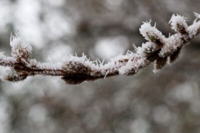 hoar-frost2_311