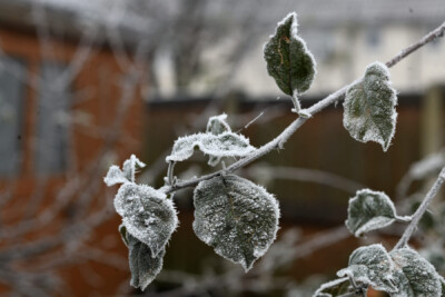 hoar-frost3_312