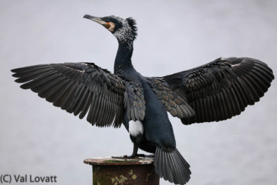 Cormorant